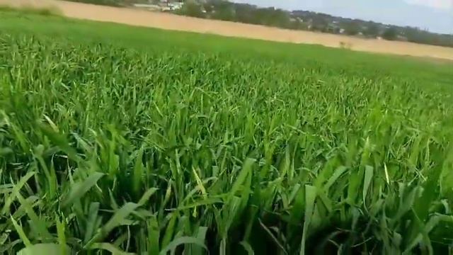 Озима пшениця на городі! станом на 13.05.2023! смотреть онлайн