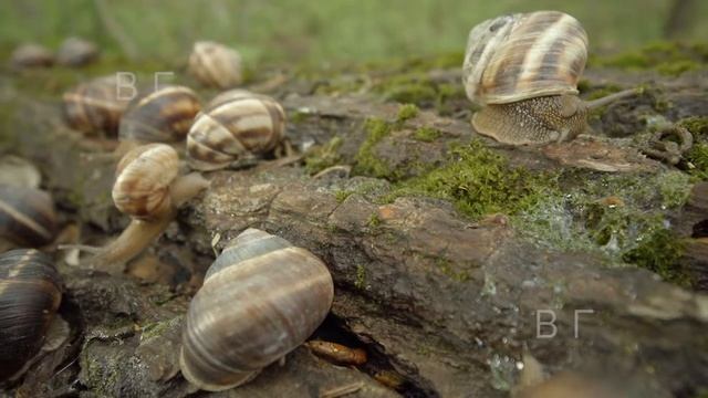 Охлюви (Snails) смотреть онлайн
