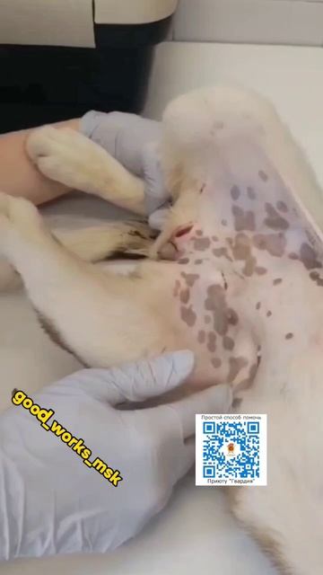 Узи показывает перелома позвоночника нет, а суставы ещё можно поправить! #помощьсобаке #приютгварди