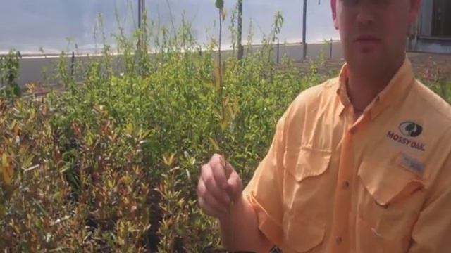 LateDrop Live смотреть онлайн