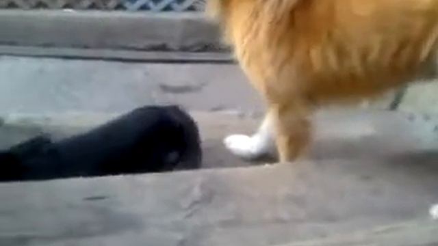 Why must the dog lick the cat