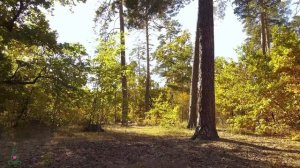 Музыка лечит сердце и сосуды🌿Успокаивающая музыка восстанавливает нервную систему,расслабляющая #10