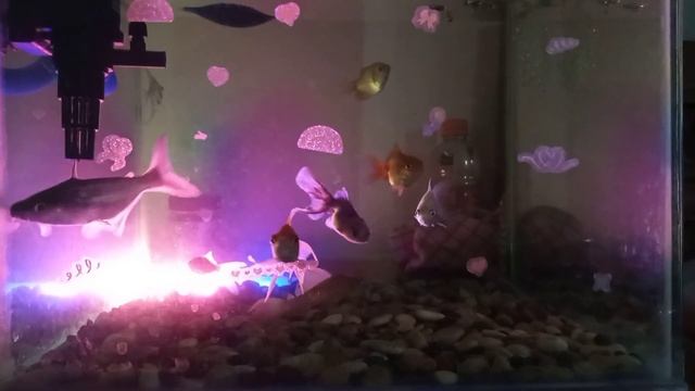 Ikan Hias,Decorative fish смотреть онлайн