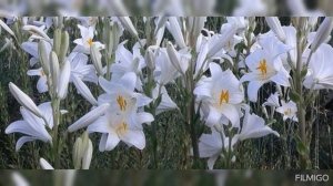 БЕЛАЯ ЛИЛИЯ || ХРИСТИАНСКАЯ ПЕСНЯ 🕊️ МСЦ ЕХБ