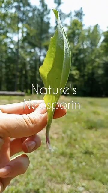 Plantain 💚 #medicinal #plantain #herbalife #plant #wildcraft #foraging смотреть онлайн