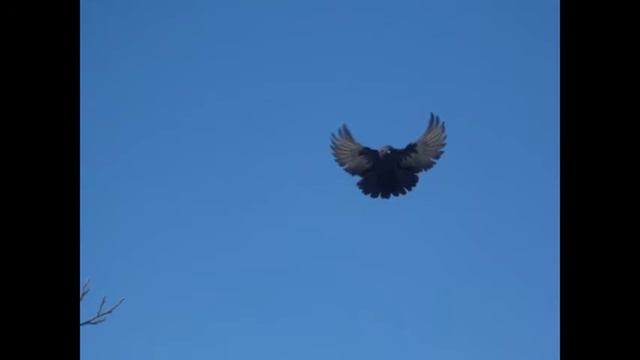 николаевские голуби Изварино 89897097717 смотреть онлайн