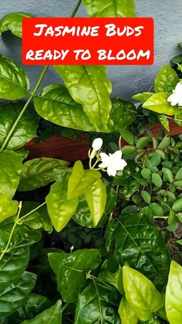 Jasmine Plant Blooming смотреть онлайн