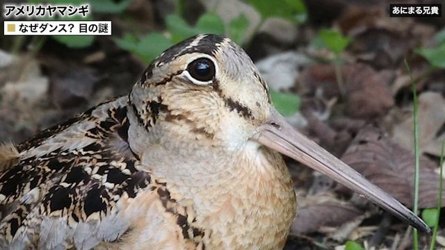 【中毒注意】可愛すぎるダンスの謎（アメリカヤマシギの生態）