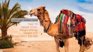 Рекламный ролик - 2,5D графика ZAZA DUBAI