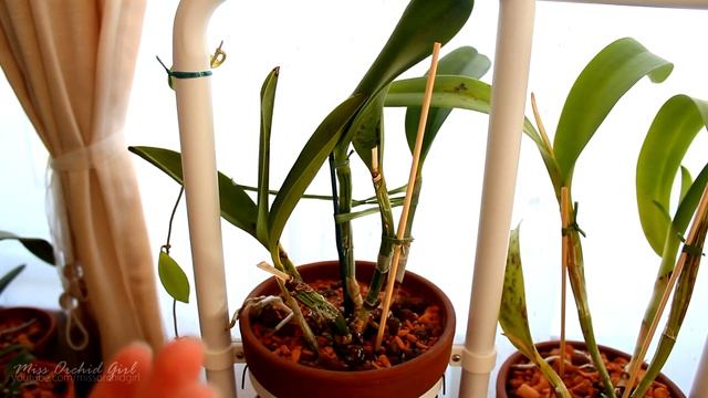 Recovery time of sick Orchids & how to help them смотреть онлайн