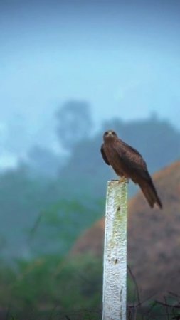 eagle #shorts #trending #birdphotography #explore #photography #ytshorts #reels #wildlife