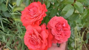 Роза Спешиал Мемориз в Подмосковье