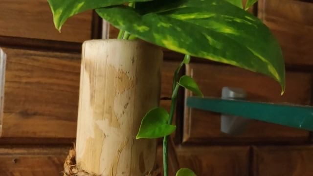 Indoor plants |ZZ plant |rubber plant| pothos I money plant I sansevieria |snake plant| Philodendro смотреть онлайн
