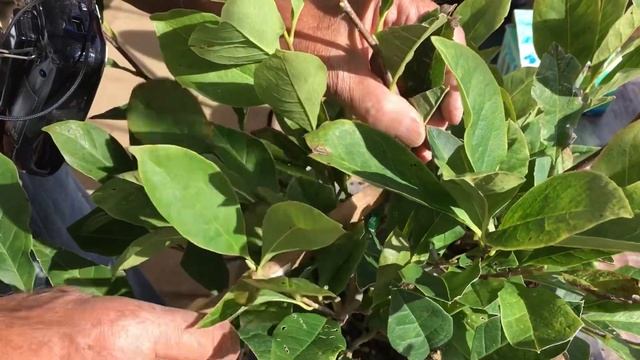 春にまわし接ぎした結果幹から枝が飛び出したコブシ盆栽の今後の技法を行う・生産者小品盆栽職人やじま園＠盆栽タネ смотреть онлайн