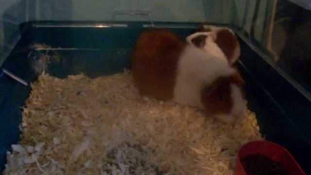 cobaye смотреть онлайн