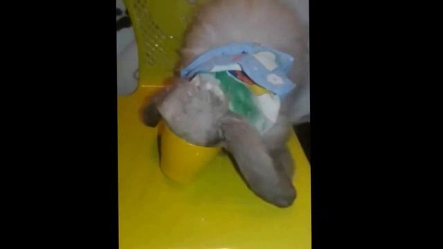 завтрак кролика семы смотреть онлайн