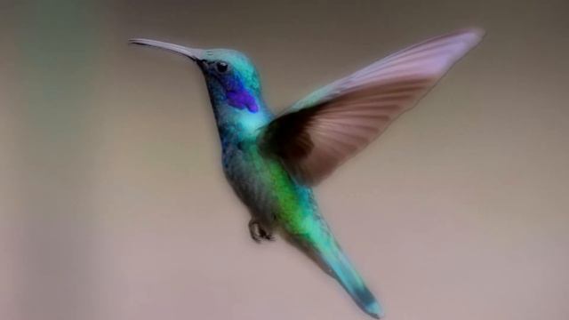 Beautiful landscape Animated colibri.
