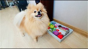 Бася Шпиц выискивает игрушки по названиям!