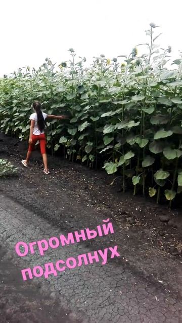 Огромный подсолнух