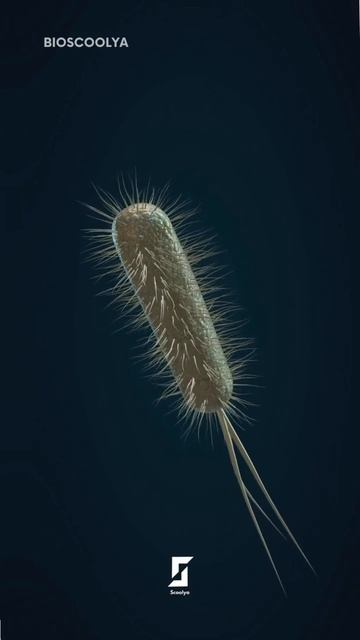 E.coli Bacteria | Biology | Bacteria #shorts #bacteria #biology