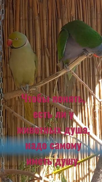 Аро и ожереловый попугай смотреть онлайн