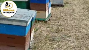 Сбор эспарцета июнь 2023