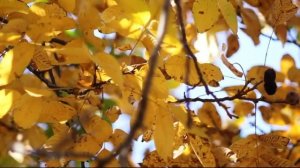 ФУТАЖ Осенние листья, осень