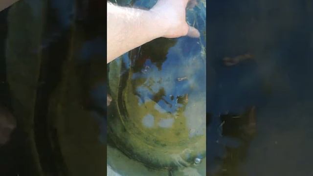 Шустрый,годовалый сазан смотреть онлайн