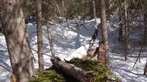 Кулёмка, мой опыт применения