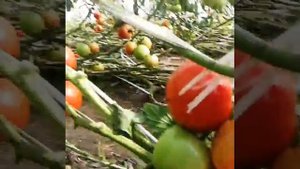 томат 9 месяцев  ЛЬВОВИЧ f1  помидор на продолжительном обороте ст.Змейская