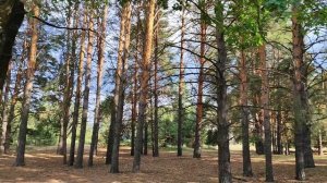 Дуб желаний