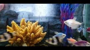 А у нас новые рыбки :-)