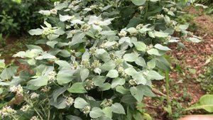 Pycnanthemum muticum, Mountain Mint