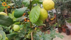 Лимон "Фемминелло Каррубаро" limon "Femminello Carrubaro"