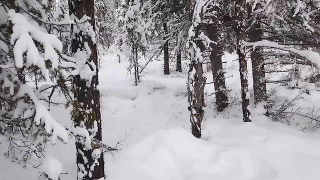 ОДИН В ТАЙГЕ / ДОБЫЧА СОБОЛЯ / ЗАБРОШЕННАЯ ИЗБА...