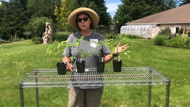 Tomatoes: Choosing Varieties for the Home Garden смотреть онлайн