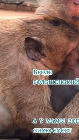 Вроде большенький, а у мамы все сисю сосет  1000033104.mp4