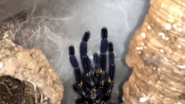 Spider feeding day! 🕷 смотреть онлайн