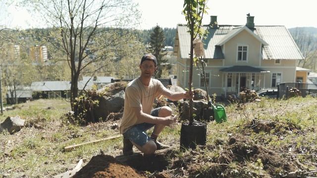 Planterar träd - tips och trix | DRÖMHUSET? | Avsnitt 21 смотреть онлайн