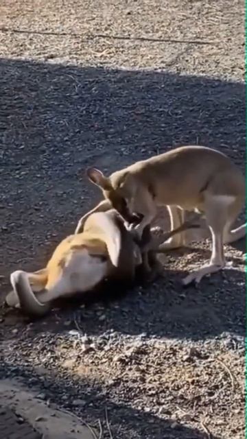 Little Kangaroo Defends His Snake Fist Mother смотреть онлайн