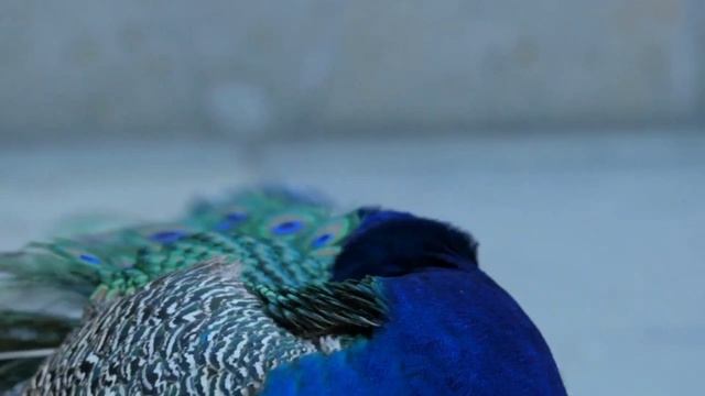Митридан и Натан  аудиокнига  2 ЧАСТЬ 