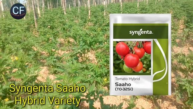 Tomato Hybrid Variety :- top- 3 ( Tomato Top 3 Variety - Summer Season | Tomato Farming ;- (Tamatar