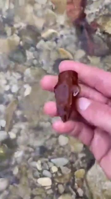 red jasper native american arrowhead found surface hunting a creek смотреть онлайн