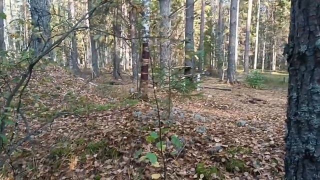 Осенний соло-выезд в лес. День 3. Видео для канала t.me/forestMin смотреть онлайн