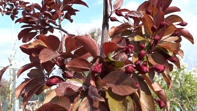 Malus ´Profusion´