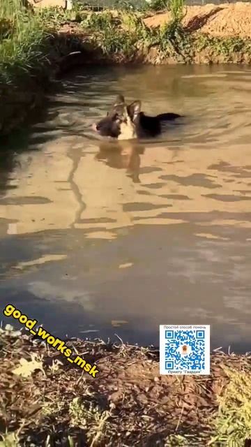 Приютский Викинг разминает лапки и спасается от жары☀️в летнем бассейне! #приютгвардия смотреть онлайн