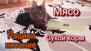 Рацион питание мейн куна Севы. Натуральное или Сухой корм.