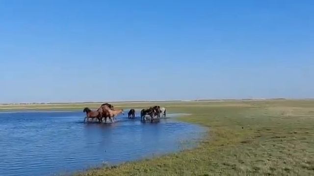 😃 Бауырсақ Айғыр 18+