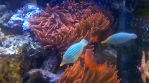 Oxymonacanthus longirostris in natural sunlight