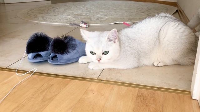 British Cat Cristal With New Shoes. Британская кошка Кристалл играет с новыми тапками. смотреть онлайн